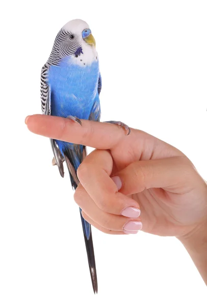 Budgerigar parrot on hand — Stock Photo, Image