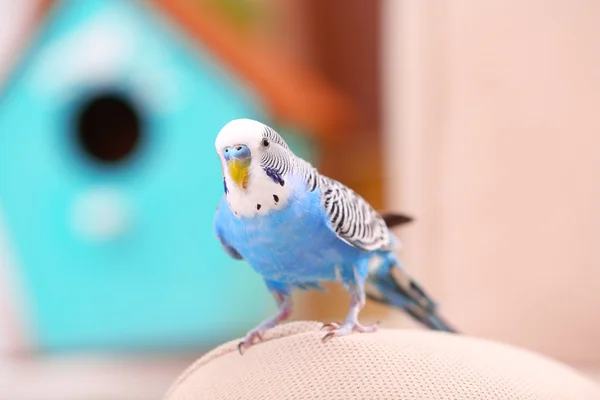 Budgerigar en casa sobre fondo brillante — Foto de Stock