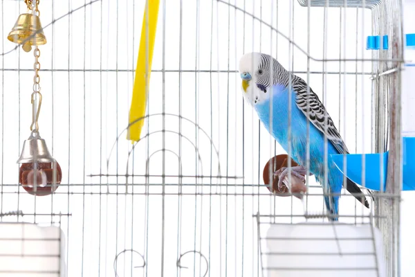 Hullámos papagájok, kalitka, fehér háttér — Stock Fotó