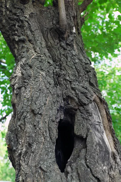 Albero cavo da vicino — Foto Stock