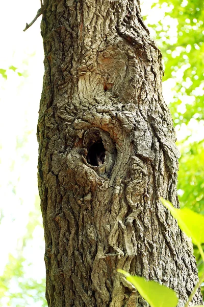 Árvore oca de perto — Fotografia de Stock