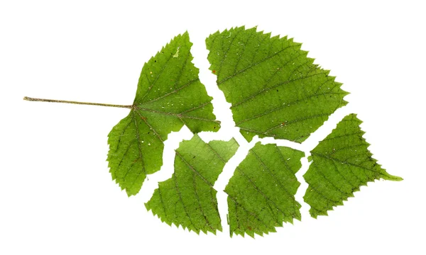 Zerrissenes grünes Blatt isoliert auf weiß — Stockfoto