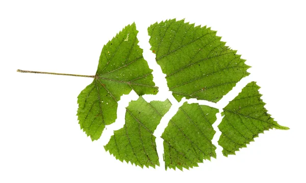 Hoja verde desgarrada aislada en blanco — Foto de Stock