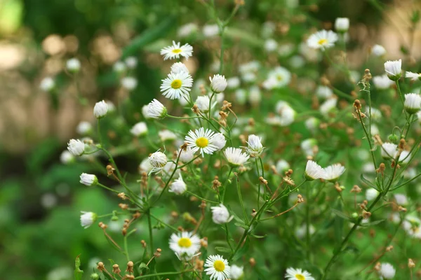 Flores frescas de manzanilla sobre fondo de hierba verde — Foto de Stock