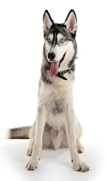 Bonito cão huskies — Fotografia de Stock