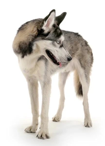 Beautiful huskies dog — Stock Photo, Image