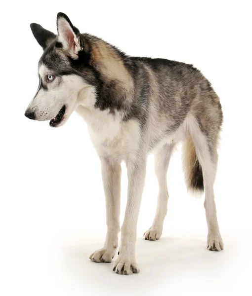 Schöner Huskies Hund — Stockfoto