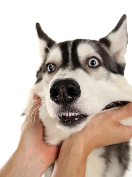 Manos masculinas sosteniendo cara de perro aisladas en blanco — Foto de Stock