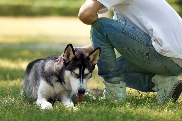 Junger Mann mit wunderschönem Huskies-Hund im Park — Stockfoto