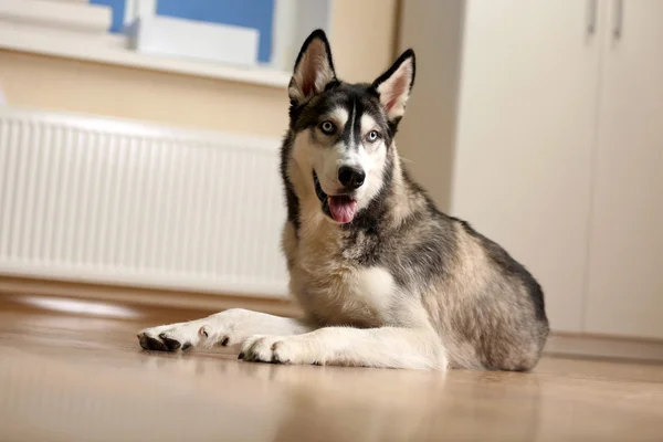 Bonito cão huskies — Fotografia de Stock