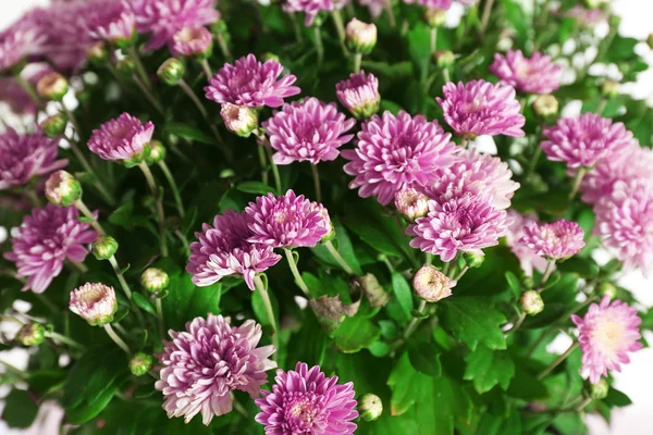 Hermosas flores de crisantemo púrpura, primer plano — Foto de Stock