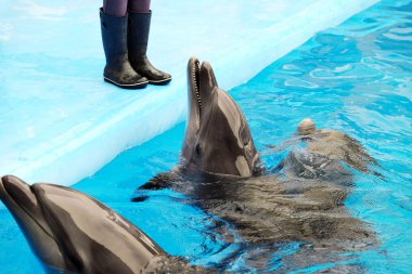 Yüzme havuzunda sevimli yunuslar