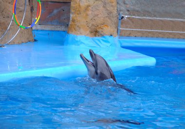 Dolphinarium sevimli yunus