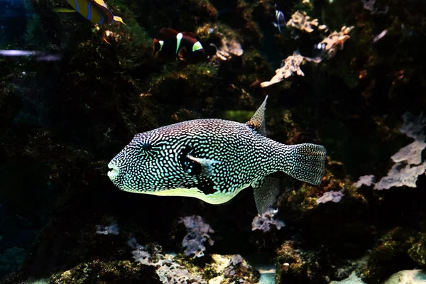 Exotische Fische im Aquarium — Stockfoto