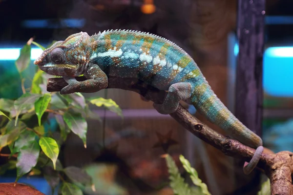 Chameleon zittend op tak — Stockfoto