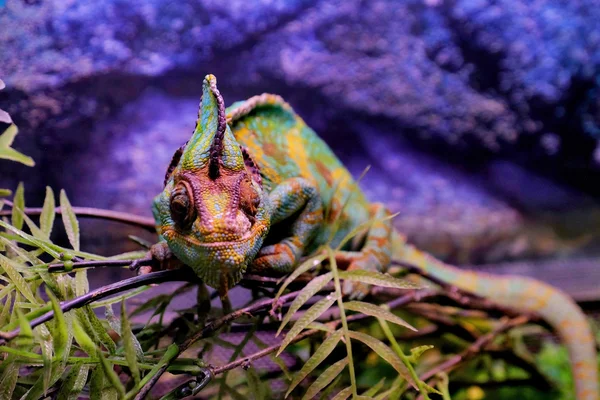 Chameleon zittend op tak — Stockfoto
