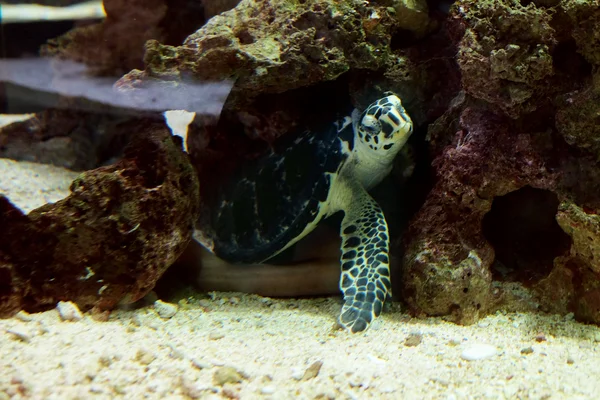 Tengeri teknős az akváriumban — Stock Fotó