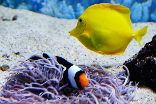 Poissons exotiques dans un aquarium — Photo