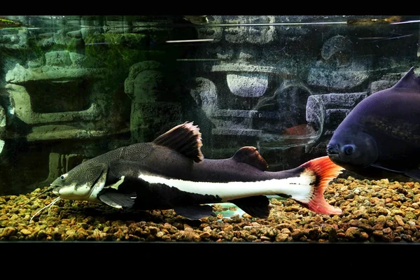 Exotische Fische im Aquarium — Stockfoto