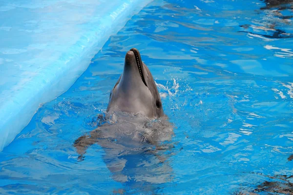 Cute dolphin in water — Stock Photo, Image