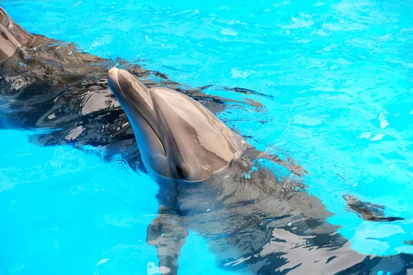 Cute dolphins in water — Stock Photo, Image