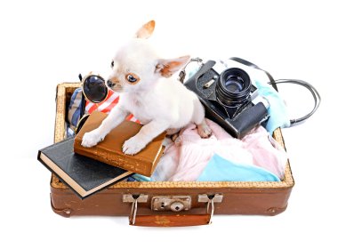 çok güzel chihuahua köpek üzerinde beyaz izole şeyler ile bavul içinde