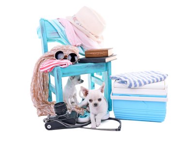 çok güzel chihuahua köpek ve farklı şeyler üzerinde beyaz izole yığını