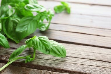 ahşap zemin üzerine yeşil taze fesleğen