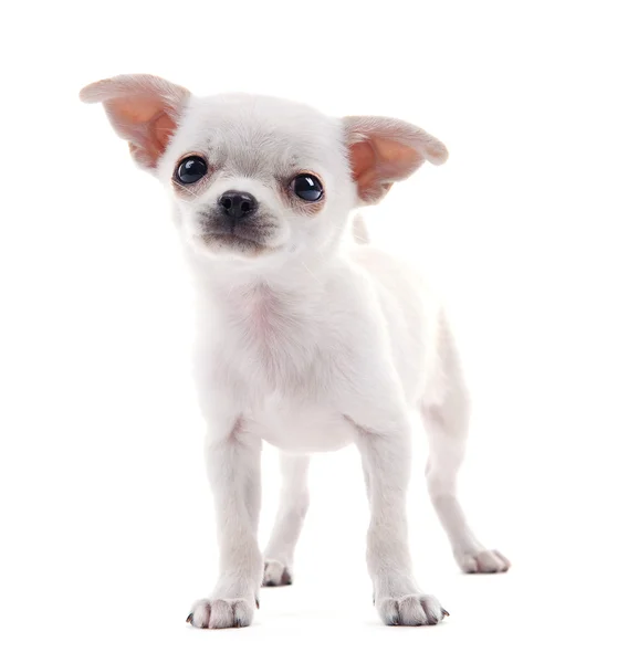 Cão chihuahua adorável isolado em branco — Fotografia de Stock