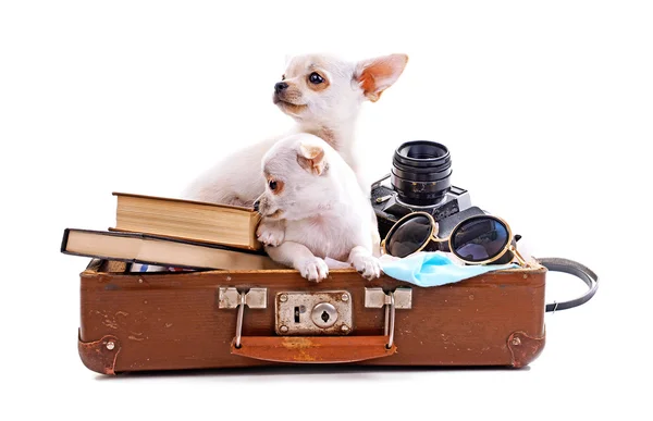 Entzückender Chihuahua-Hund im Koffer mit isolierten Dingen auf weißem Grund — Stockfoto