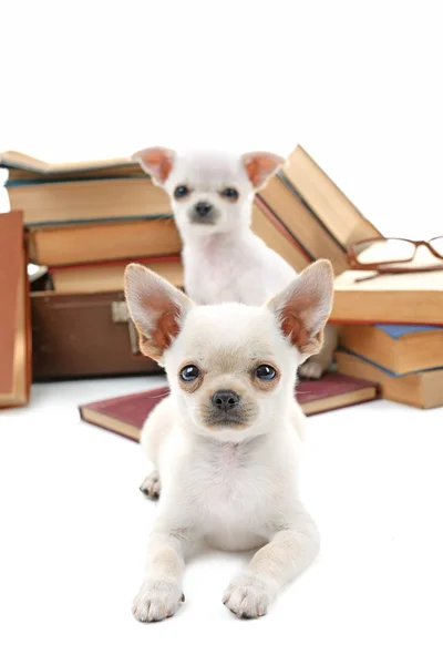 Entzückende Chihuahua-Hunde und Bücherhaufen isoliert auf weiß — Stockfoto