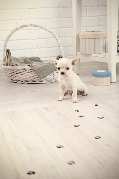 Adorável chihuahua cão e patas lamacentas impressões no chão de madeira no quarto — Fotografia de Stock
