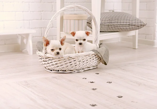 Adorable chihuahua dogs in basket and muddy paw prints on wooden floor in room — Stock Photo, Image