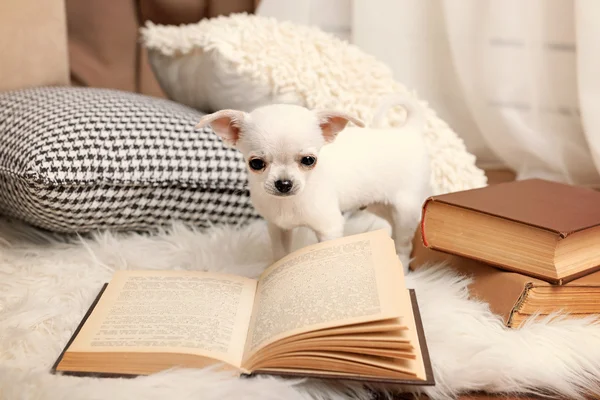 Adorable perro chihuahua con libro y almohadas en la alfombra en la habitación —  Fotos de Stock