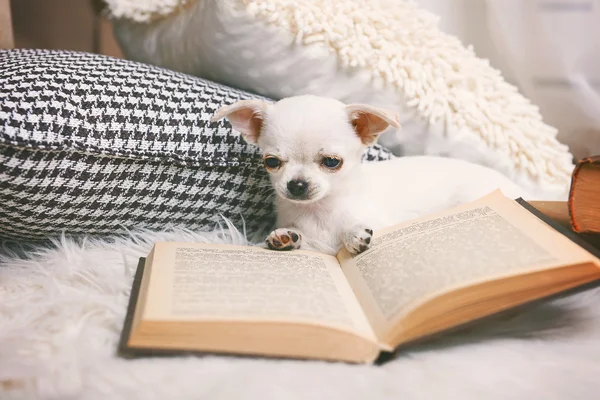 Adorable perro chihuahua con libro y almohadas en la alfombra en la habitación —  Fotos de Stock