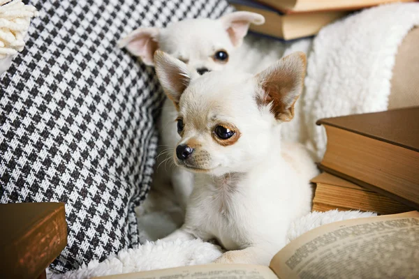 Adorable chihuahua dogs with books on sofa — Stock Photo, Image