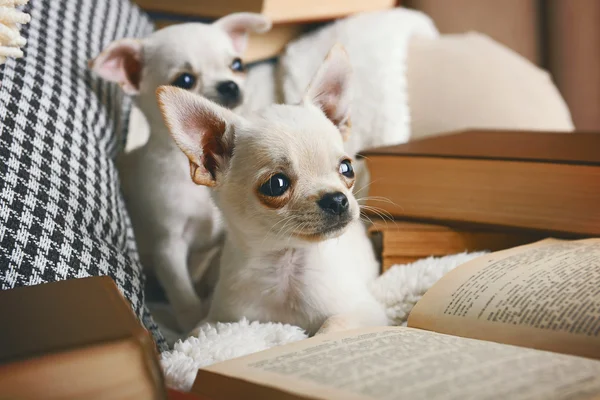 Rozkošný čivava psi s knihami na pohovce — Stock fotografie