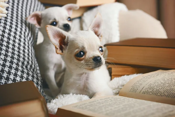 Entzückende Chihuahua-Hunde mit Büchern auf dem Sofa — Stockfoto