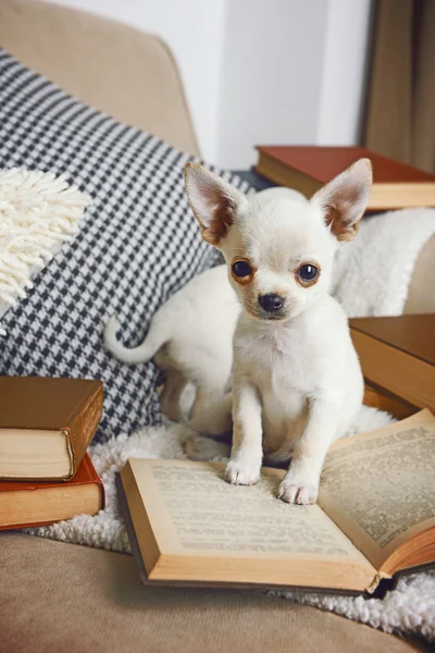 Adorable chihuahua dogs with books on sofa — Stock Photo, Image