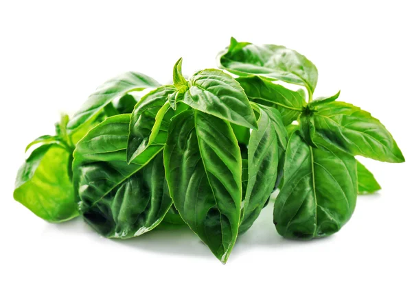 Green fresh basil isolated on white — Stock Photo, Image