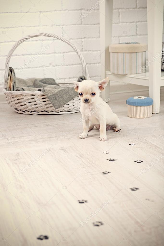 Adorable chihuahua dog and muddy paw prints on wooden floor in room