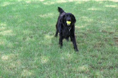 Oynak büyük siyah köpek yeşil çim arka plan üzerinde