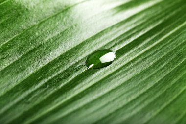 damlacık, closeup ile yeşil yaprak