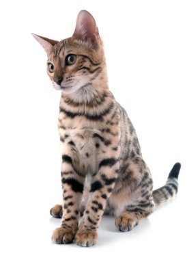 Beyaz izole güzel Bengal yavru kedi
