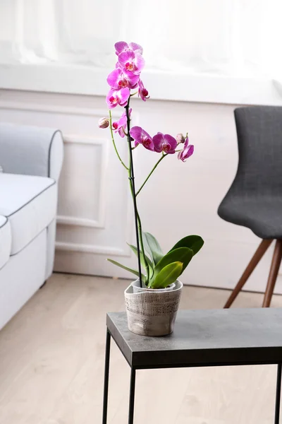 Orquídea lilás bonita no pote na mesa no quarto — Fotografia de Stock