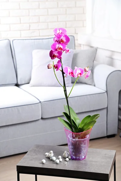 Hermosa orquídea lila en maceta en la mesa en la habitación —  Fotos de Stock