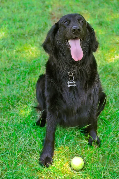 Big black dog with ball over green grass background — Stock Photo, Image