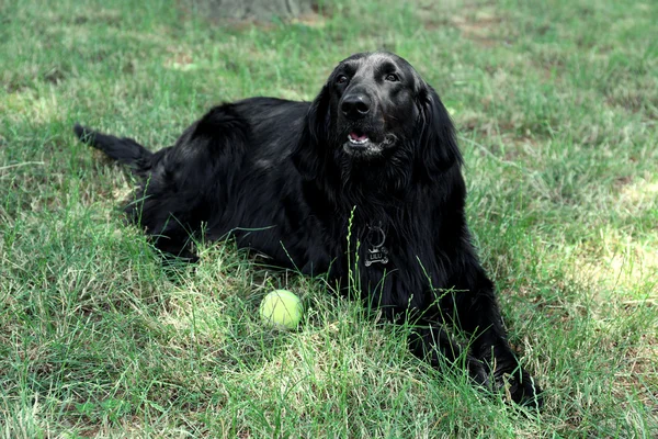 球在绿草的背景与黑色的大狗 — 图库照片