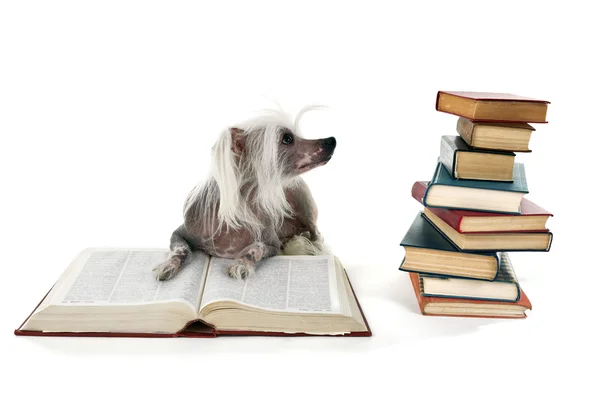 Bezwłosy Chiński grzywacz pies ze sterty książek na białym tle — Zdjęcie stockowe