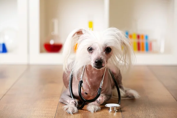 Perro de cresta chino sin pelo con estetoscopio en laboratorio —  Fotos de Stock